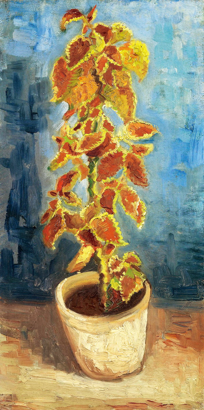  文森特·威廉·梵高  Vincent Willen Van Gogh ——花盆里的锦紫苏1886